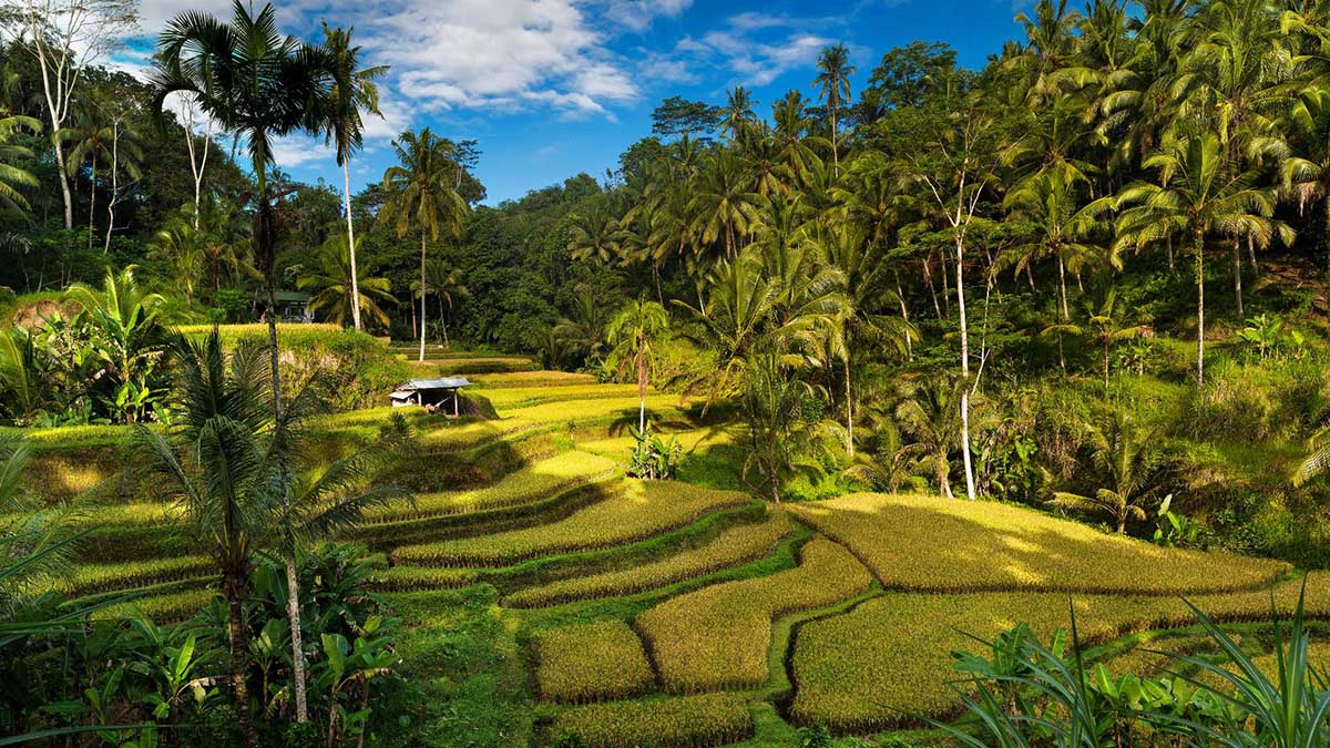 Tegalalang Rice Terrace: Best Bali's Instagrammable Spot